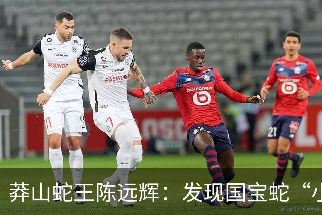 莽山蛇王陈远辉：发现国宝蛇“小青龙”，养100多条每条价格千万